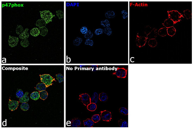 p47phox Antibody in Immunocytochemistry (ICC/IF)