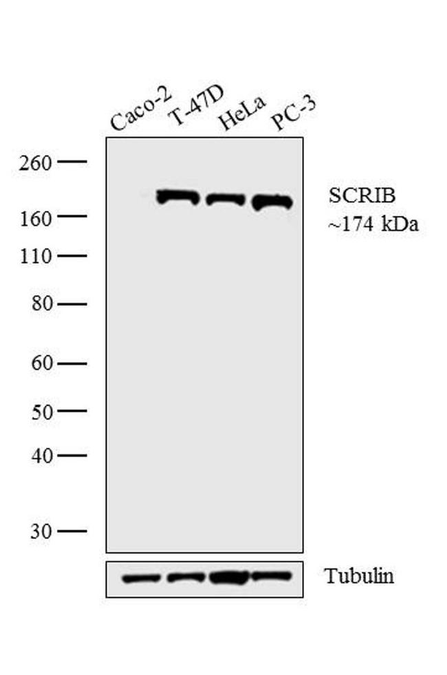 SCRIB Antibody in Western Blot (WB)