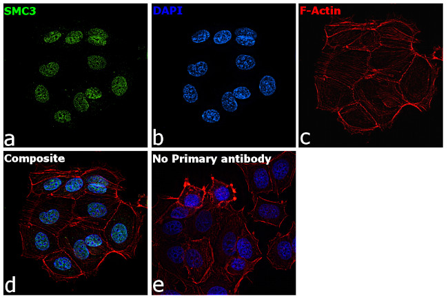 SMC3 Antibody in Immunocytochemistry (ICC/IF)