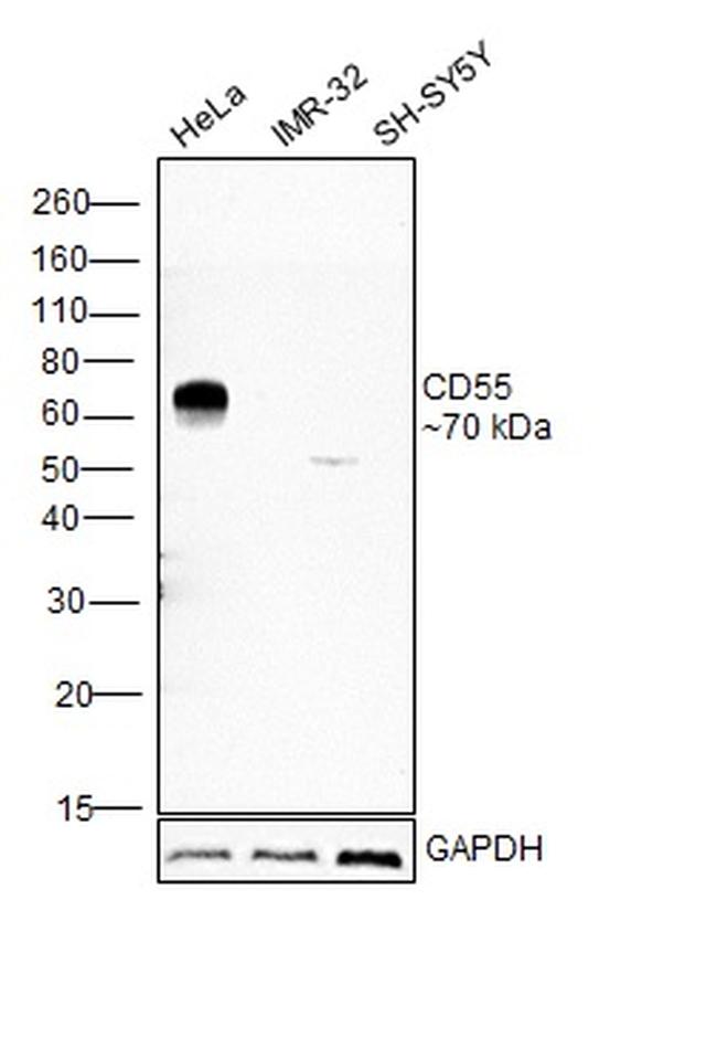 CD55 Antibody in Western Blot (WB)