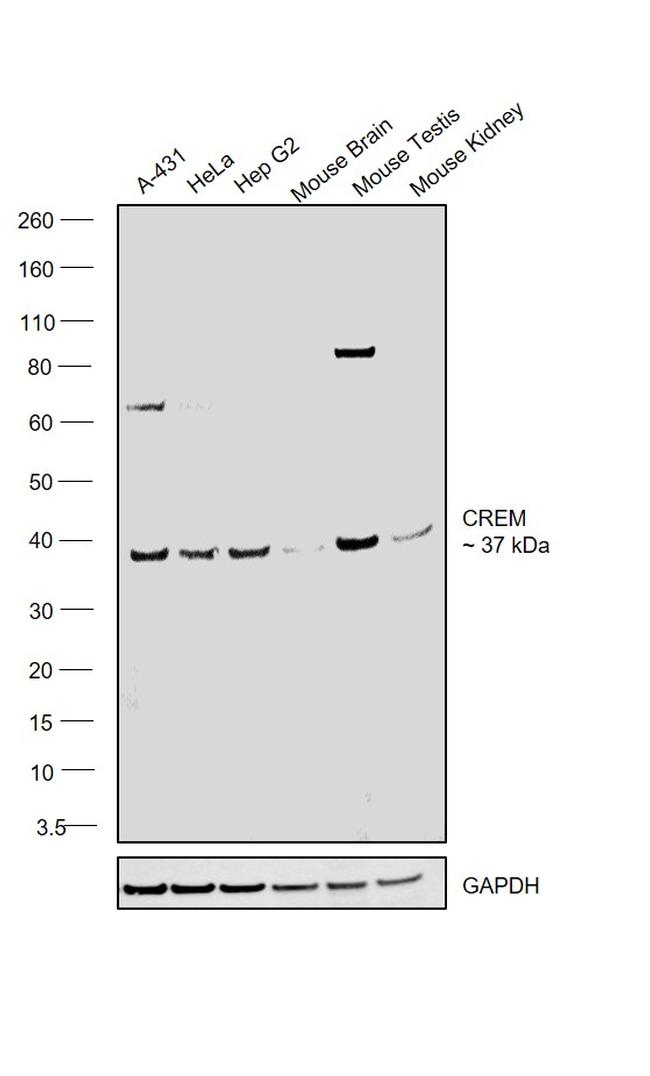 CREM Antibody in Western Blot (WB)