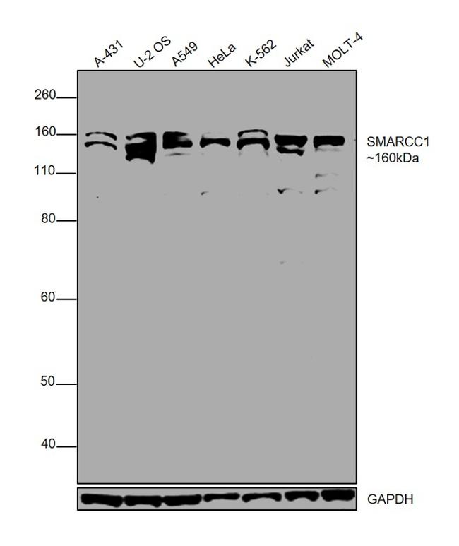 SMARCC1 Antibody in Western Blot (WB)