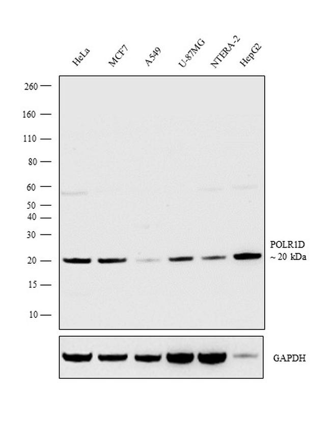 POLR1D Antibody in Western Blot (WB)