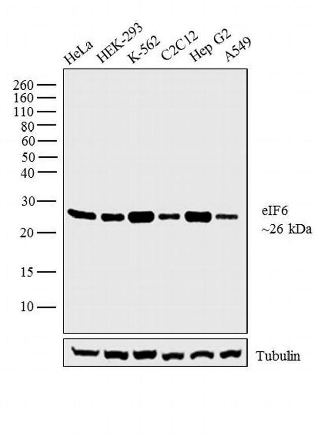 eIF6 Antibody in Western Blot (WB)