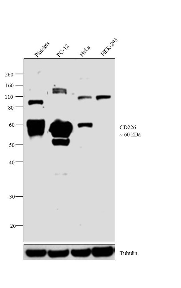CD226 Antibody