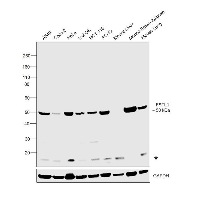FSTL1 Antibody in Western Blot (WB)