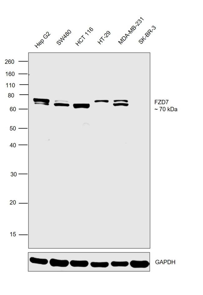 FZD7 Antibody in Western Blot (WB)