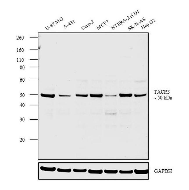 TACR3 Antibody in Western Blot (WB)