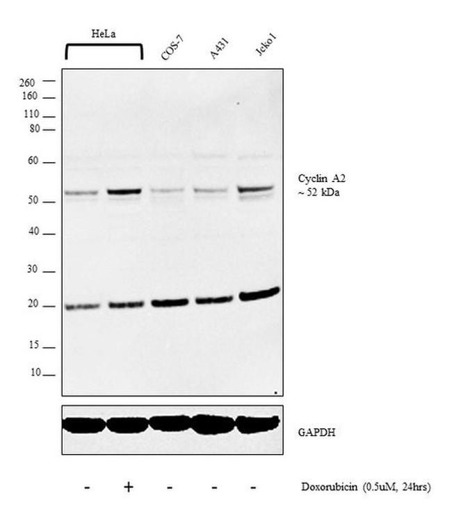 Cyclin A2 Antibody