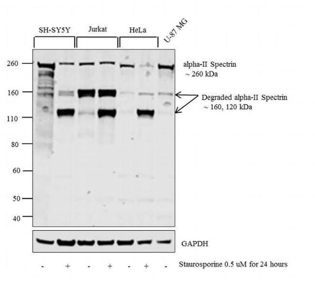 alpha-II Spectrin Antibody in Western Blot (WB)