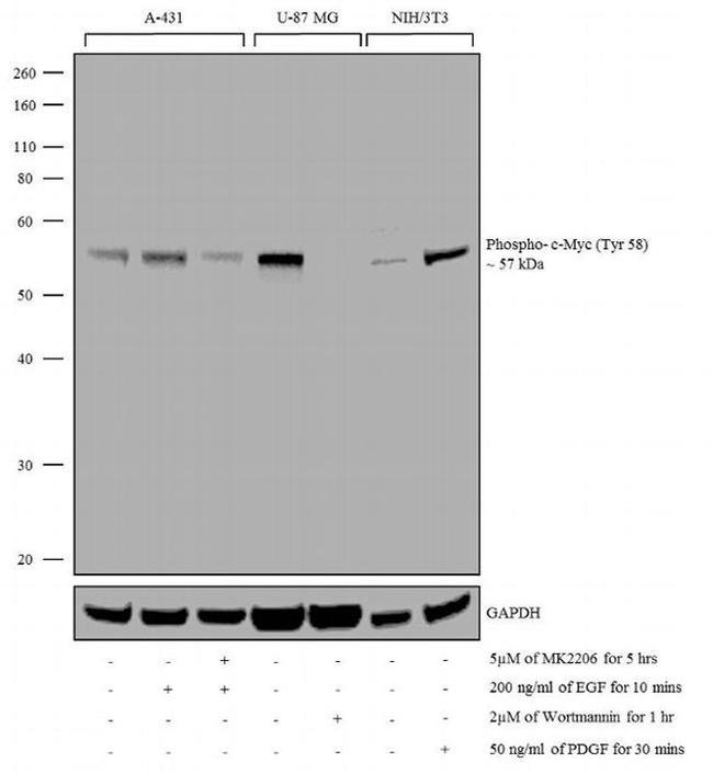 Phospho-c-Myc (Thr58) Antibody in Western Blot (WB)