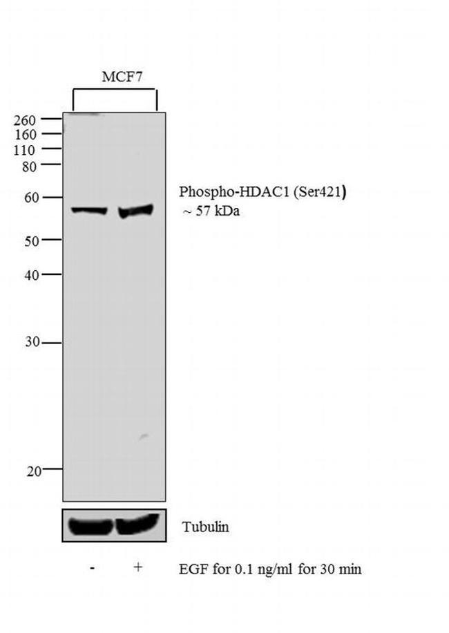 Phospho-HDAC1 (Ser421) Antibody in Western Blot (WB)