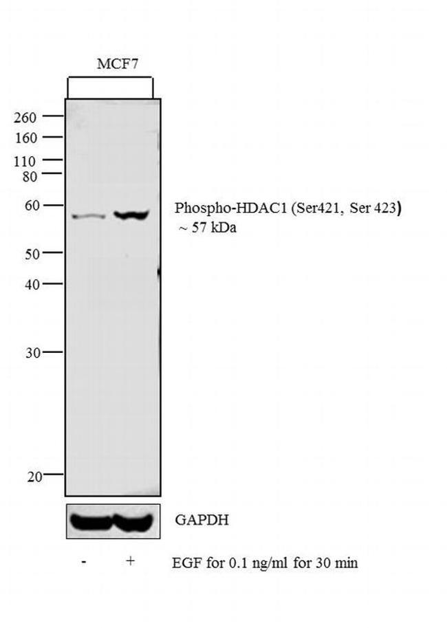 Phospho-HDAC1 (Ser421, Ser423) Antibody in Western Blot (WB)