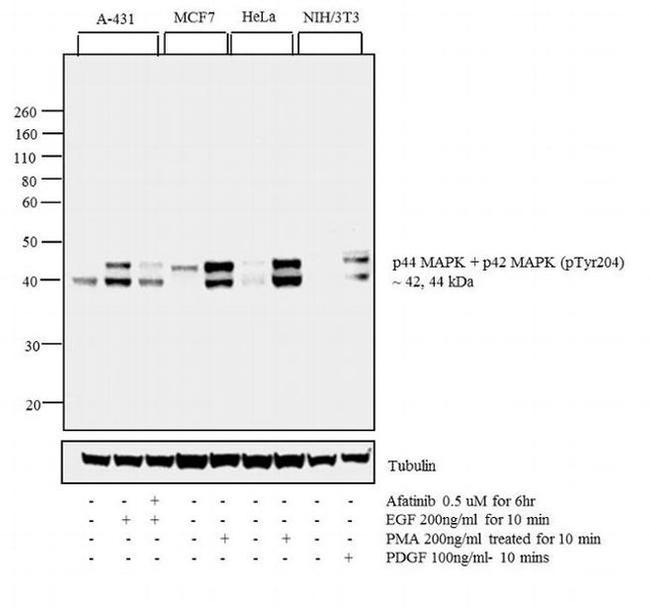 Phospho-ERK1/ERK2 (Thr202) Antibody in Western Blot (WB)