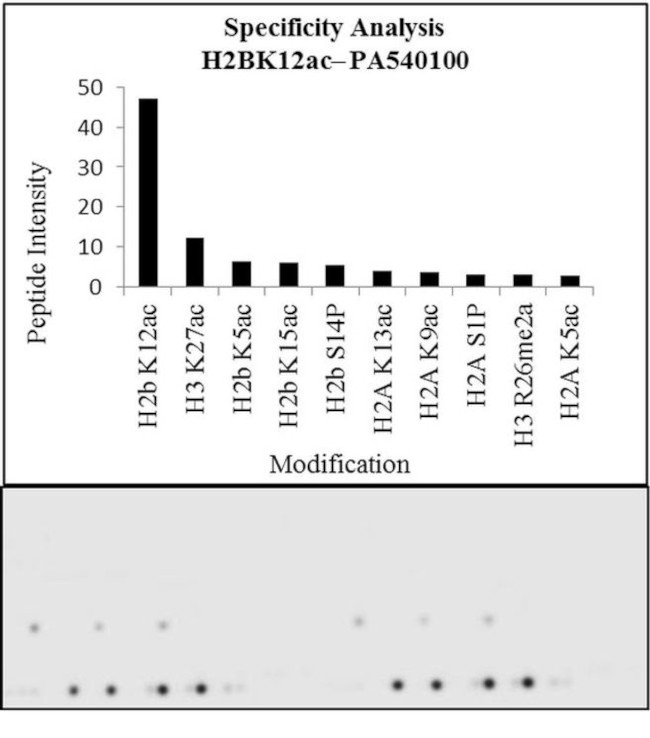 H2BK12ac Antibody in Peptide array (ARRAY)