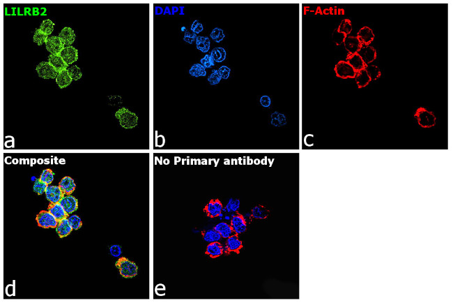 LILRB2 Antibody in Immunocytochemistry (ICC/IF)