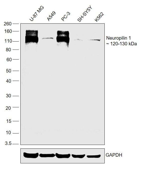 Neuropilin 1 Antibody