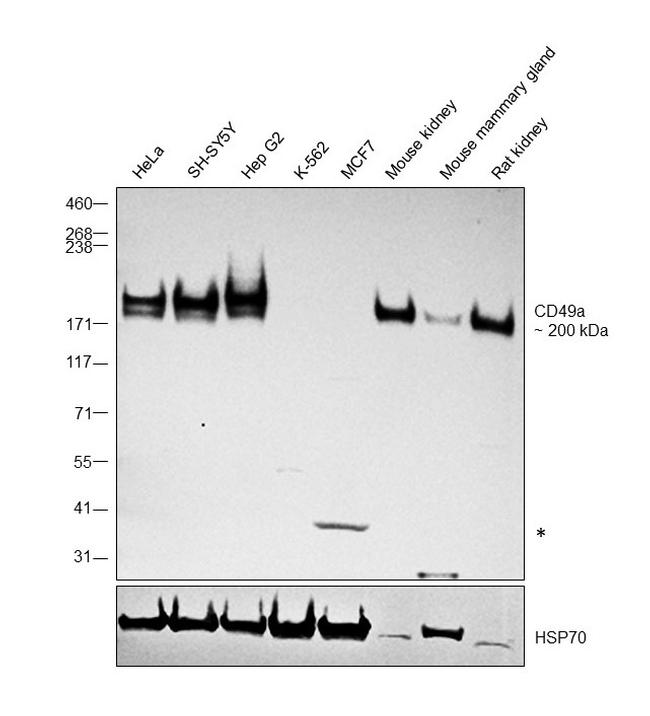 CD49a Antibody in Western Blot (WB)