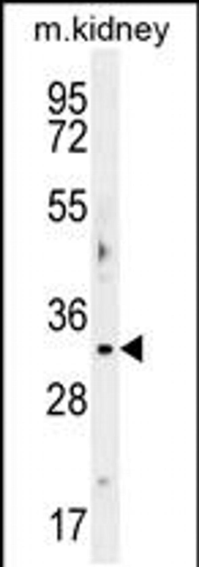 OBFC2B Antibody in Western Blot (WB)