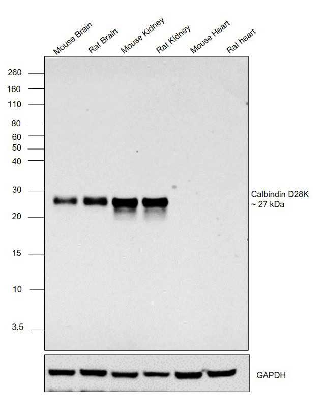 Calbindin D28K Antibody