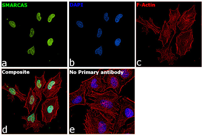 SMARCA5 Antibody in Immunocytochemistry (ICC/IF)