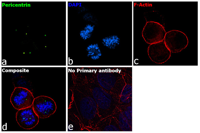 Pericentrin Antibody in Immunocytochemistry (ICC/IF)