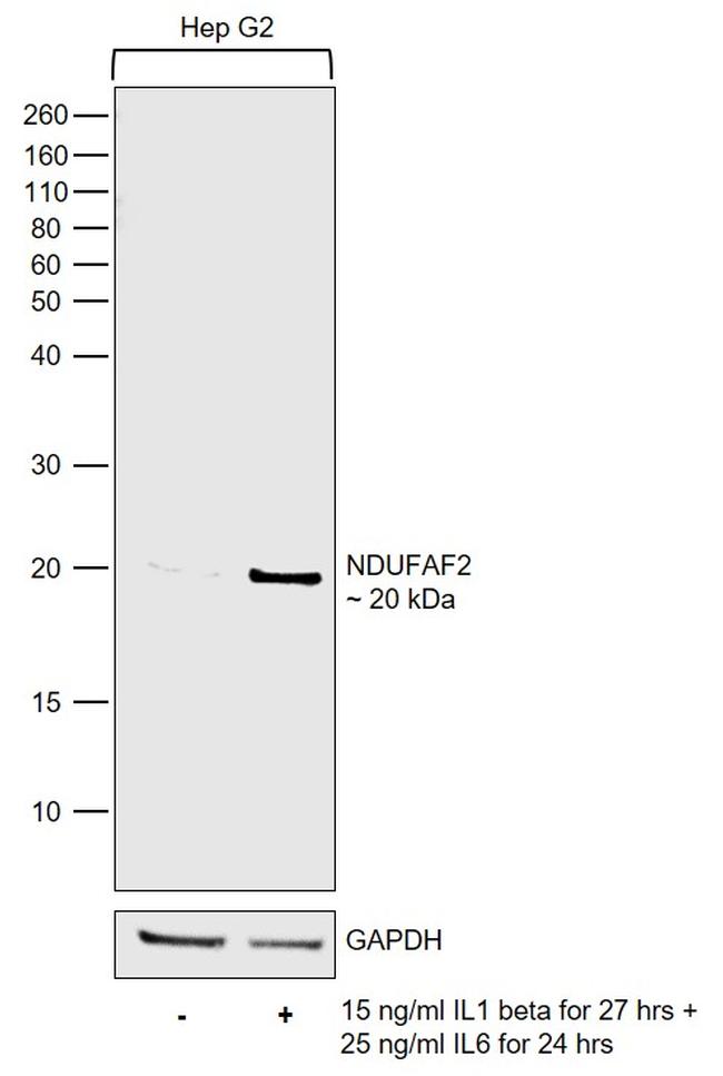 NDUFAF2 Antibody