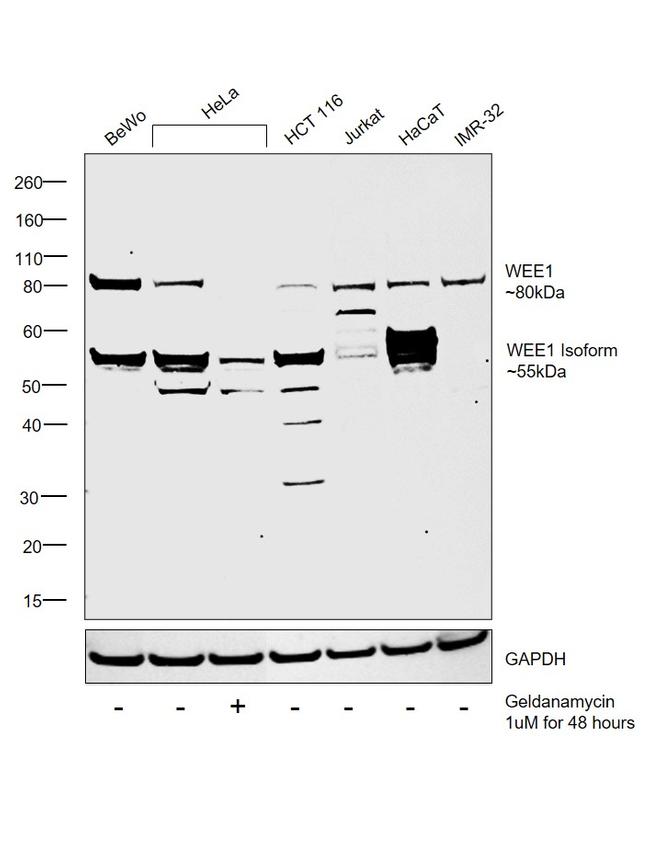WEE1 Antibody in Western Blot (WB)