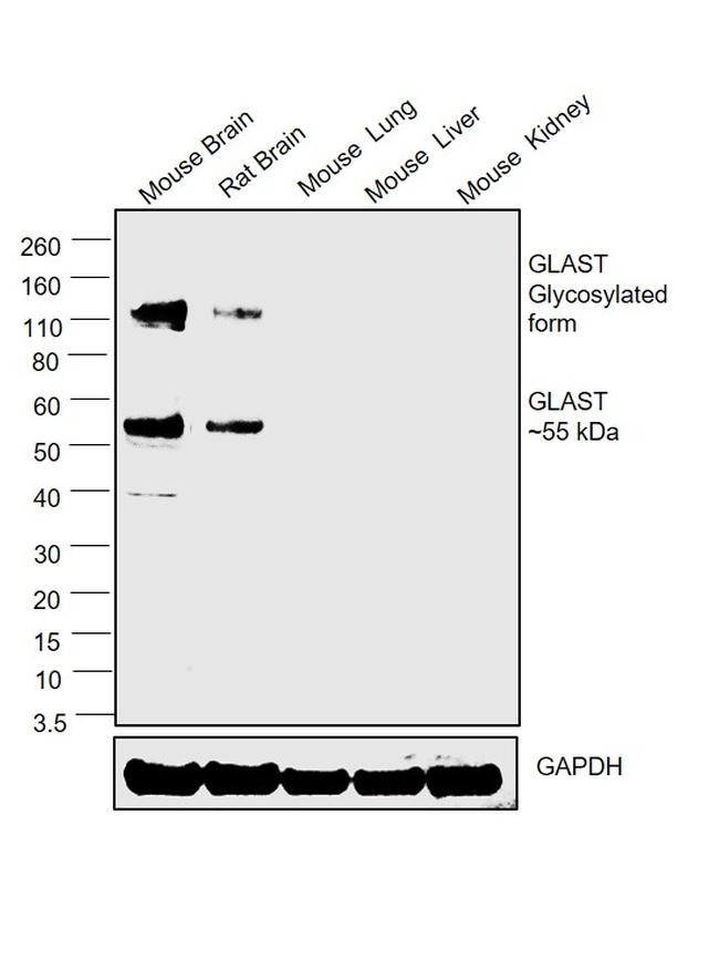 GLAST Antibody in Western Blot (WB)