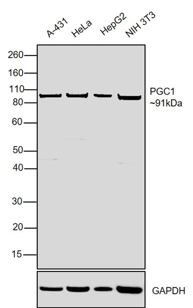 PPARGC1A Antibody in Western Blot (WB)
