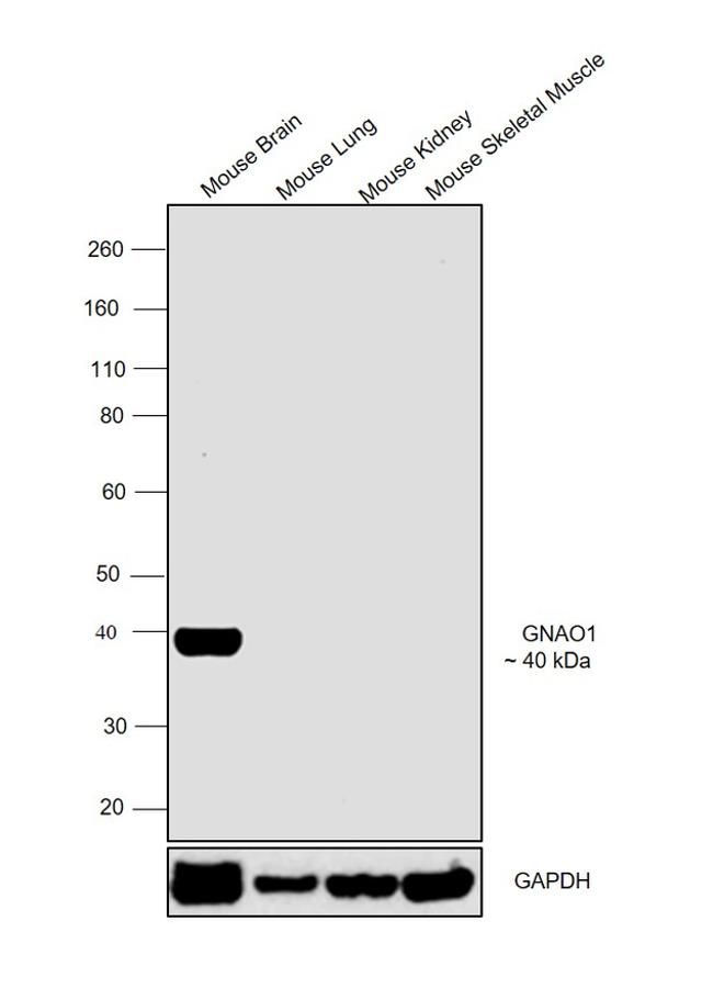 GNAO1 Antibody in Western Blot (WB)