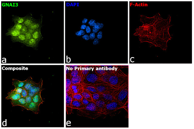 GNAI3 Antibody in Immunocytochemistry (ICC/IF)