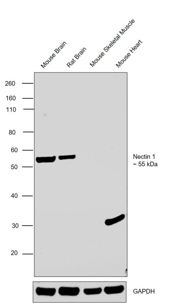 Nectin 1 (extracellular) Antibody in Western Blot (WB)