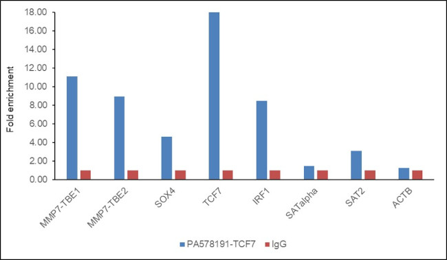 TCF7 Antibody in ChIP Assay (ChIP)