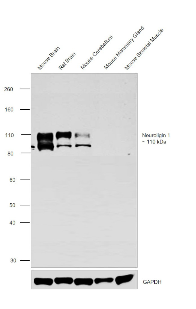 NLGN1 Antibody