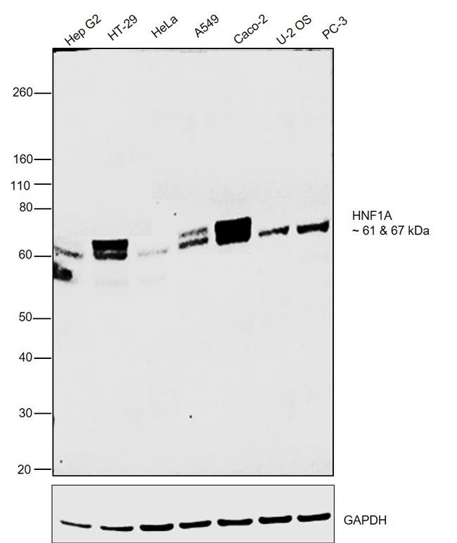 HNF1A Antibody in Western Blot (WB)