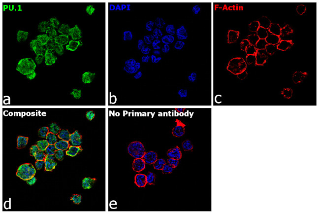 PU.1 Antibody in Immunocytochemistry (ICC/IF)