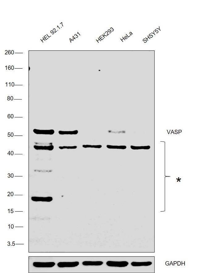 VASP Antibody in Western Blot (WB)