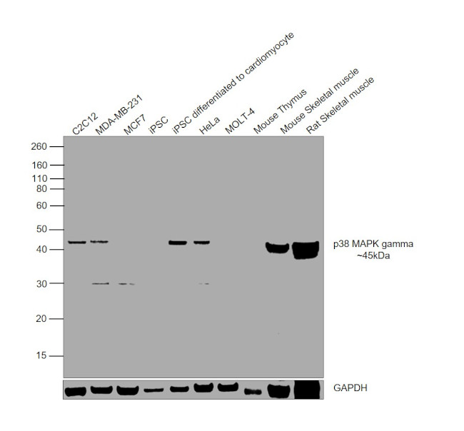 p38 MAPK gamma Antibody