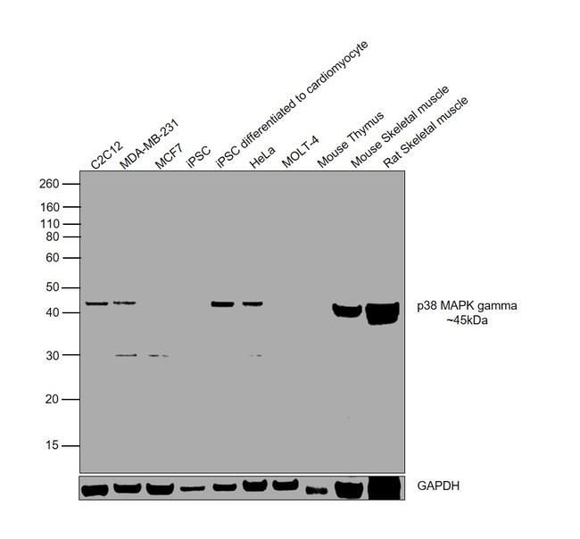p38 MAPK gamma Antibody in Western Blot (WB)
