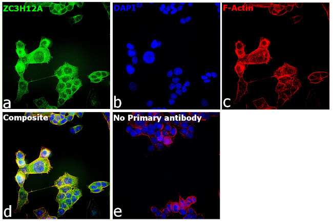 ZC3H12A Antibody in Immunocytochemistry (ICC/IF)