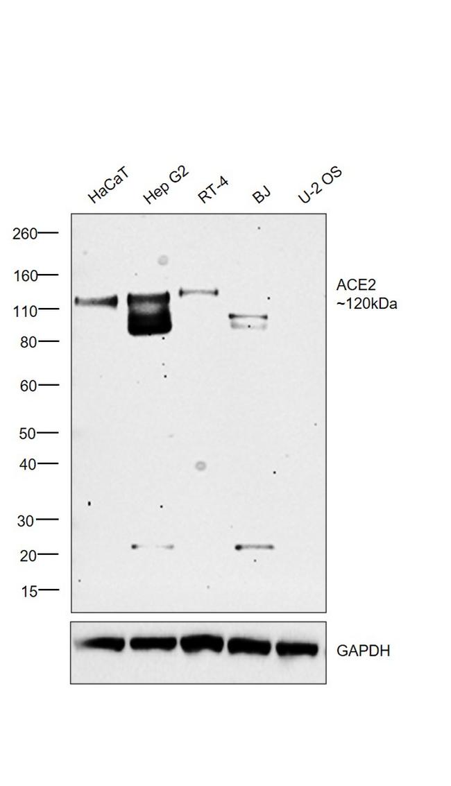 ACE2 Antibody in Western Blot (WB)