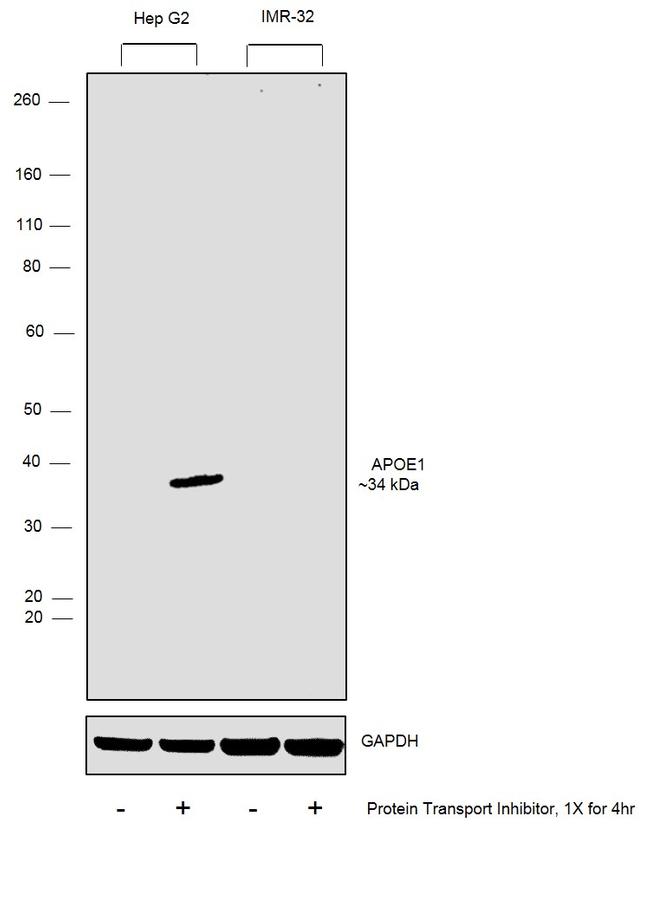 APOE Antibody in Western Blot (WB)