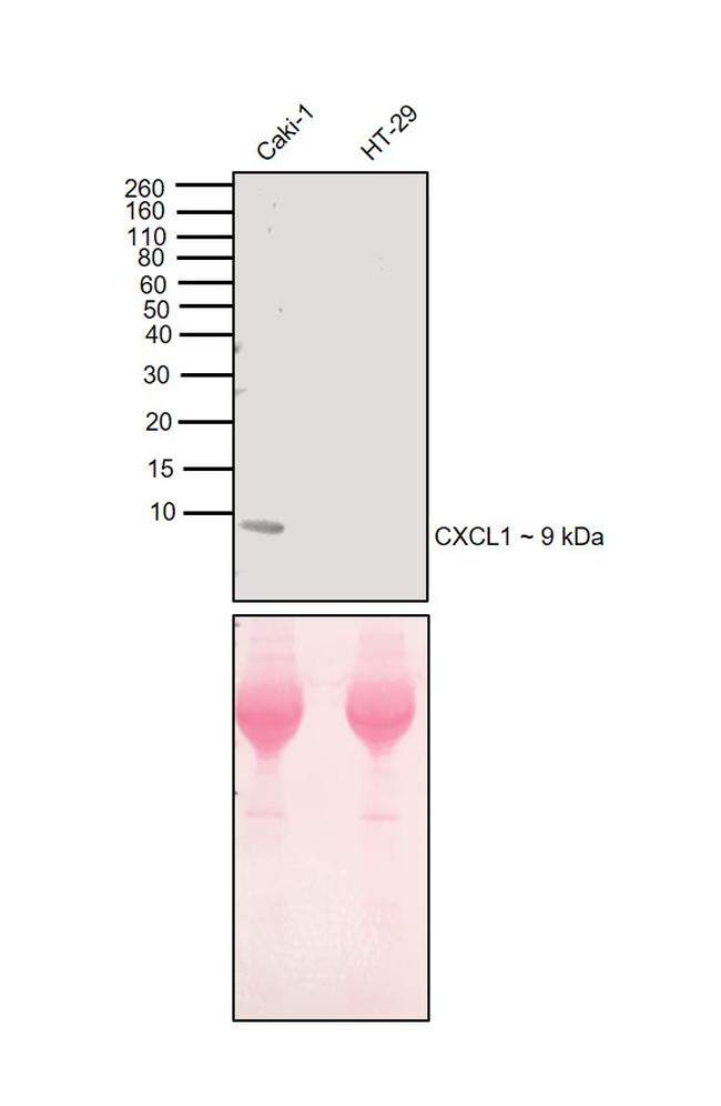 CXCL1 Antibody in Western Blot (WB)