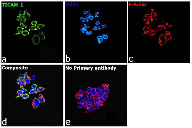 TRIF Antibody in Immunocytochemistry (ICC/IF)