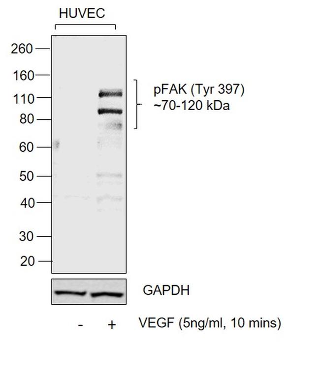 Phospho-FAK (Tyr397) Antibody in Western Blot (WB)
