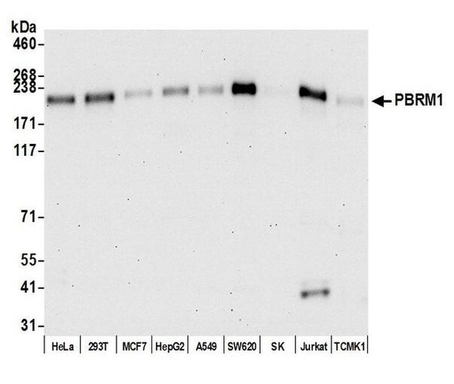 PBRM1 Antibody in Western Blot (WB)