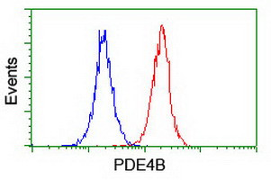 PDE4B Antibody in Flow Cytometry (Flow)