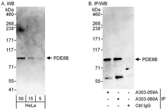 PDE8B Antibody in Western Blot (WB)