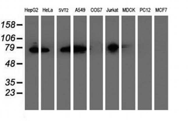 PDIA4 Antibody in Western Blot (WB)